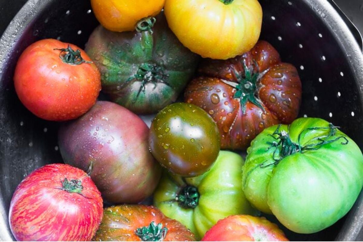 heirloom tomatoes in a colander.