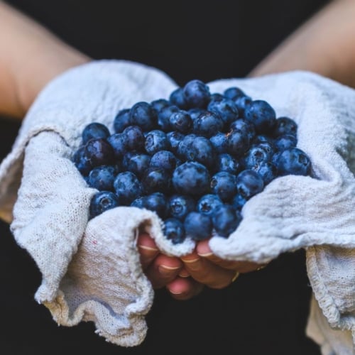 Holding fresh picked blueberries in a napkin.