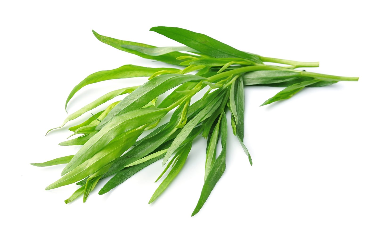 fresh tarragon