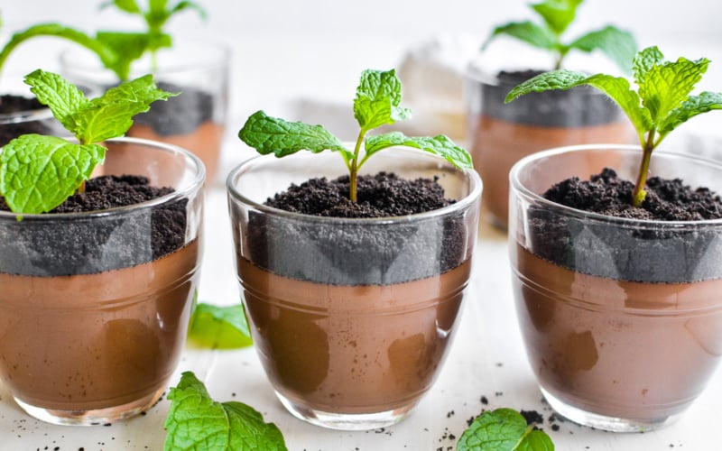 Three mint chocolate pudding pots with mint seedlings.