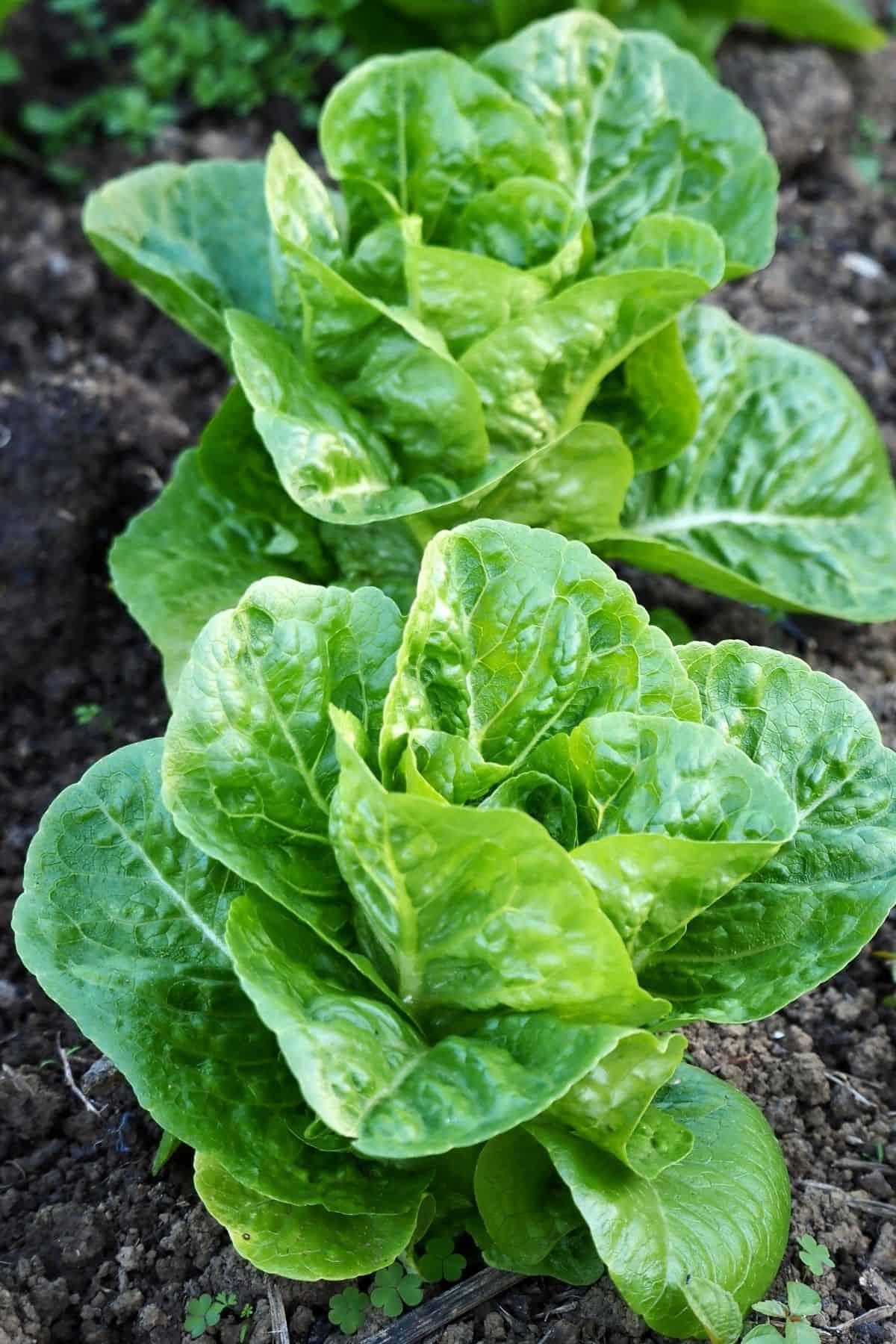 growing lettuce