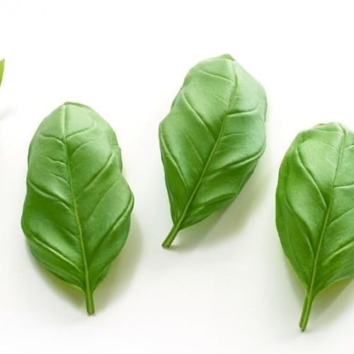 How to Make Basil Mayonnaise • The View from Great Island