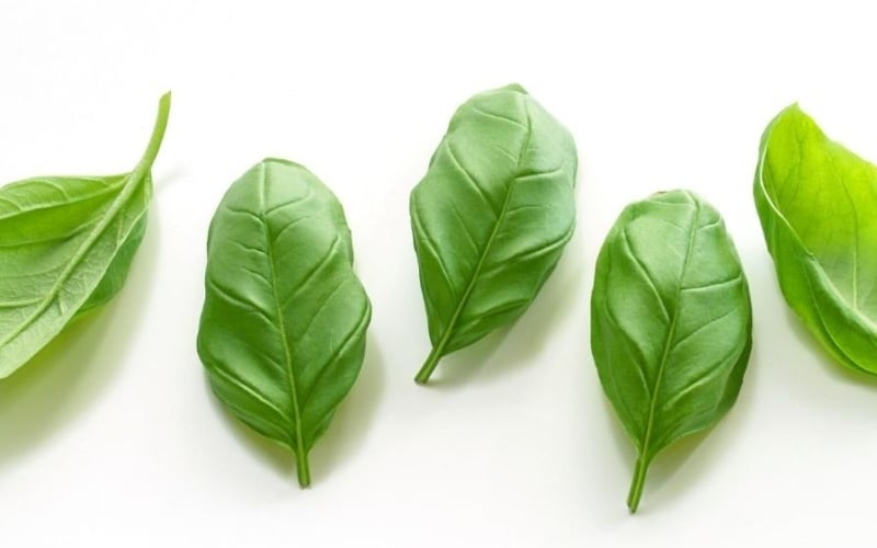 basil leaves