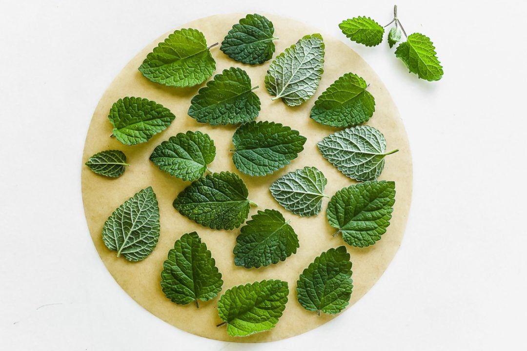 How to Make Lemon Balm Tea • soothing and relaxing!