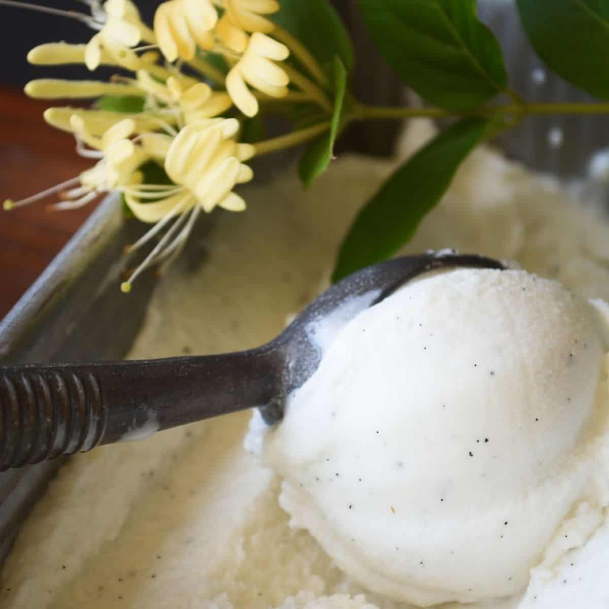 honeysuckle ice cream with blossoms