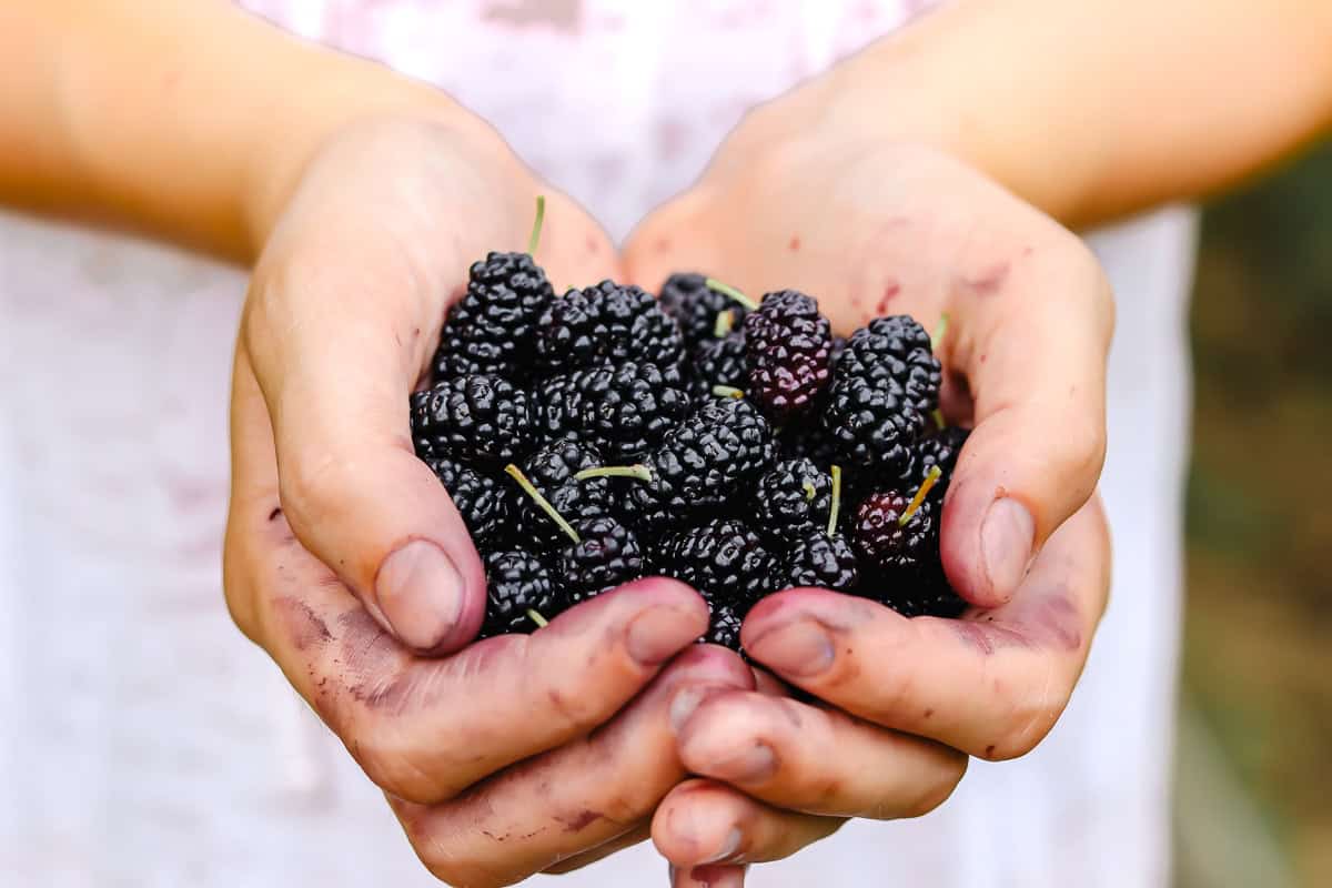 hands holding mulberries.