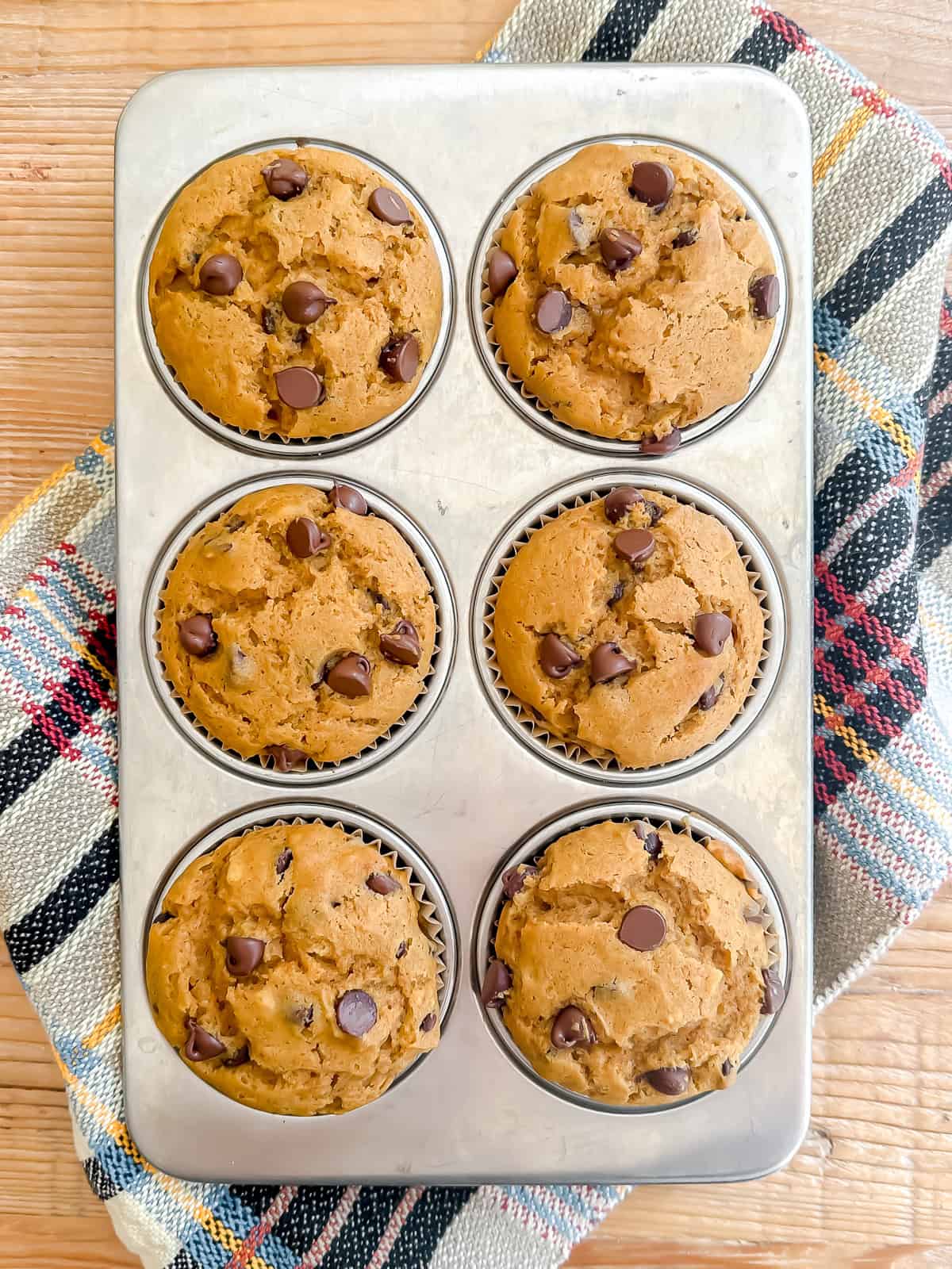 Chocolate chip pumpkin muffins just out of the oven, in a pan.