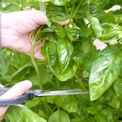 harvesting basil.