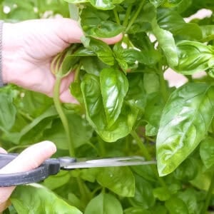 harvesting basil.