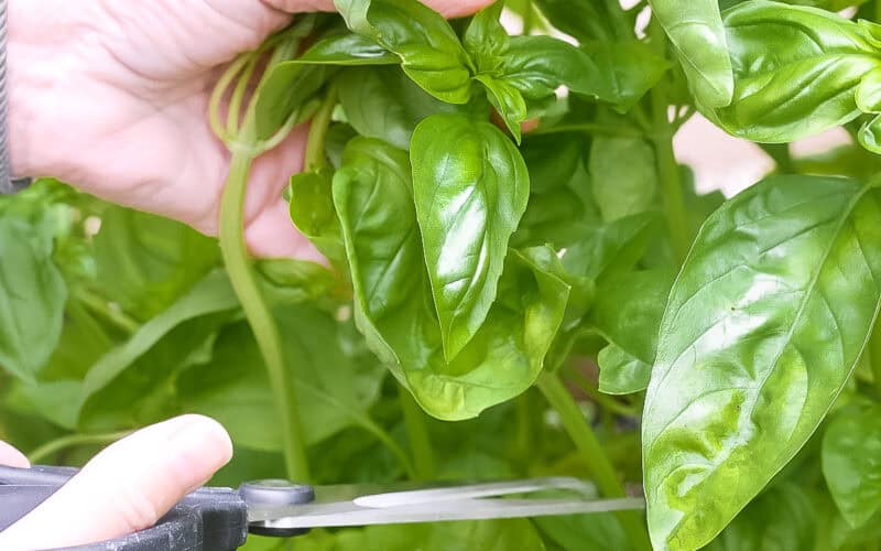 harvesting basil.