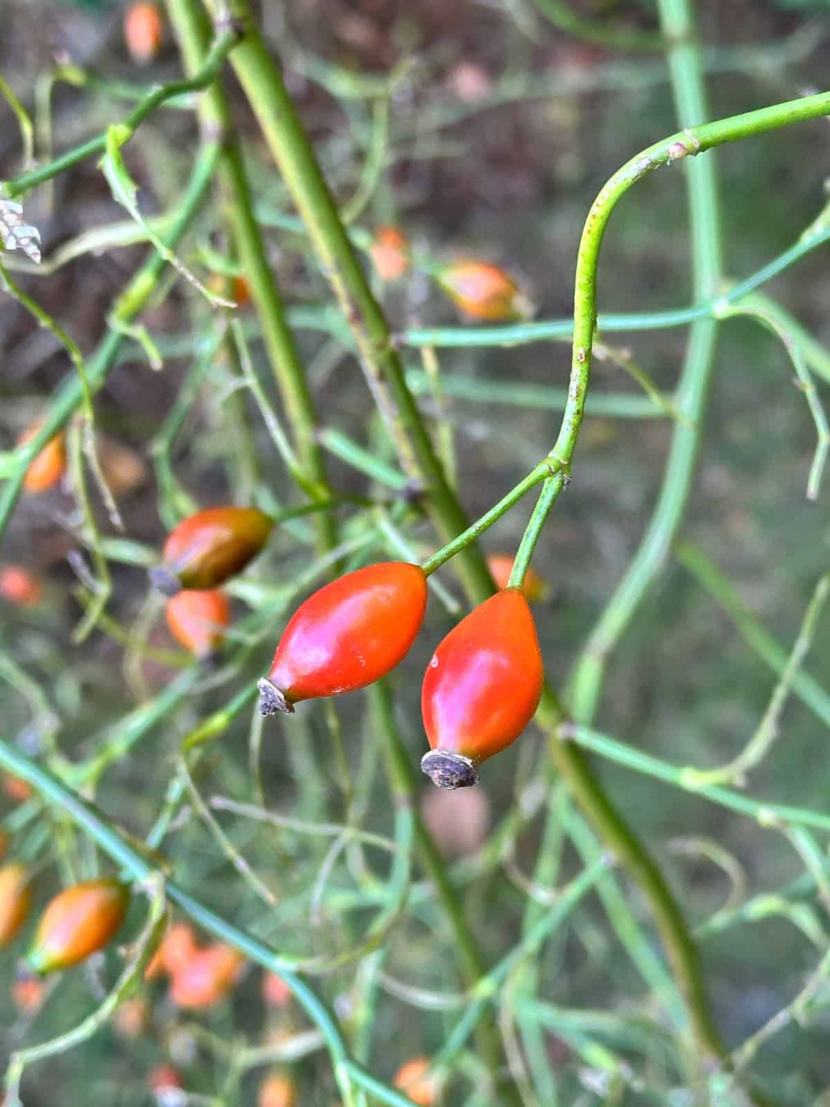 wild rose hips by the beach, to make rose hip tea.