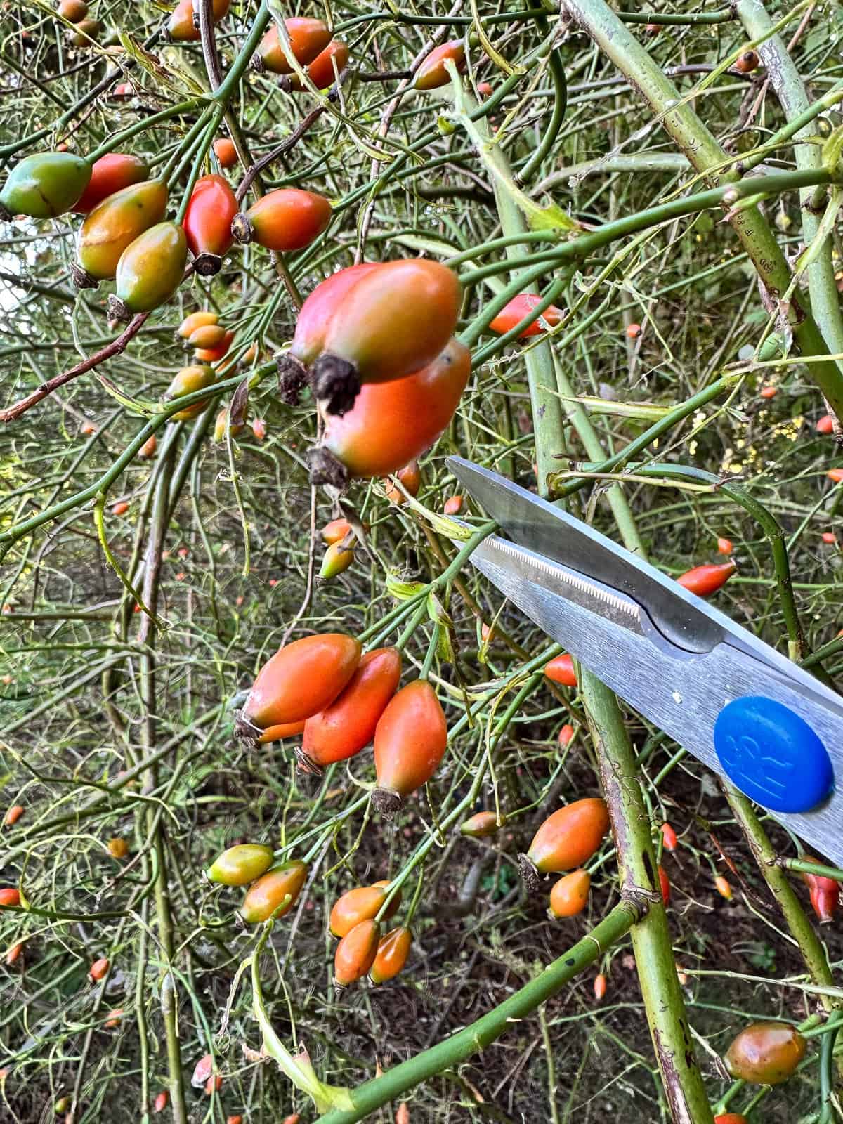 Harvesting wild rose hips to make rose hip tea.